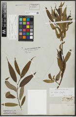 Foto von Salix alba L. x Salix fragilis L.
